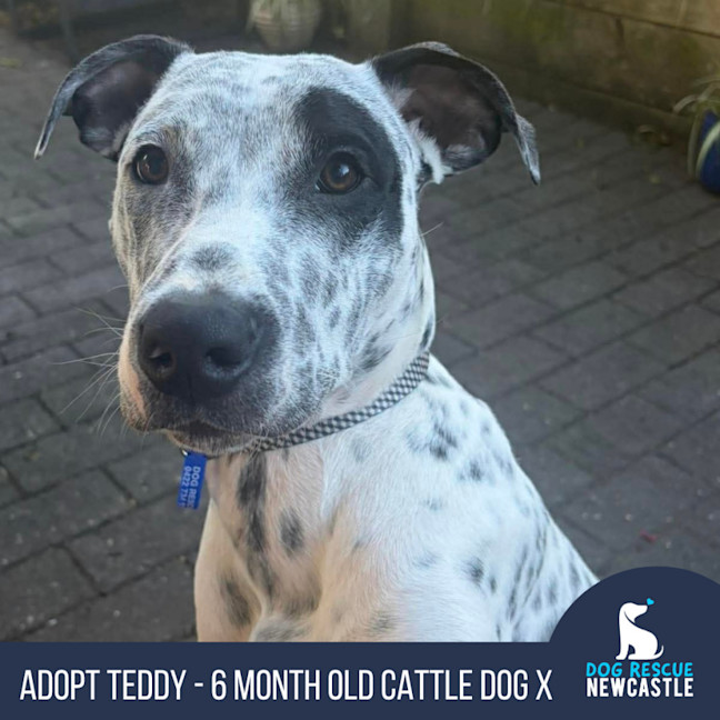 Photo of Teddy   6 Month Old Cattle Dog X