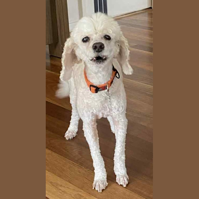 Photo of Bella