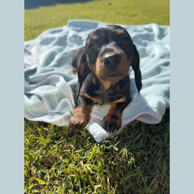 Photo of Betty   8 Week Old Dachshund