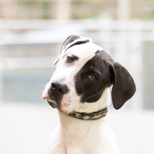 Photo of Spotty