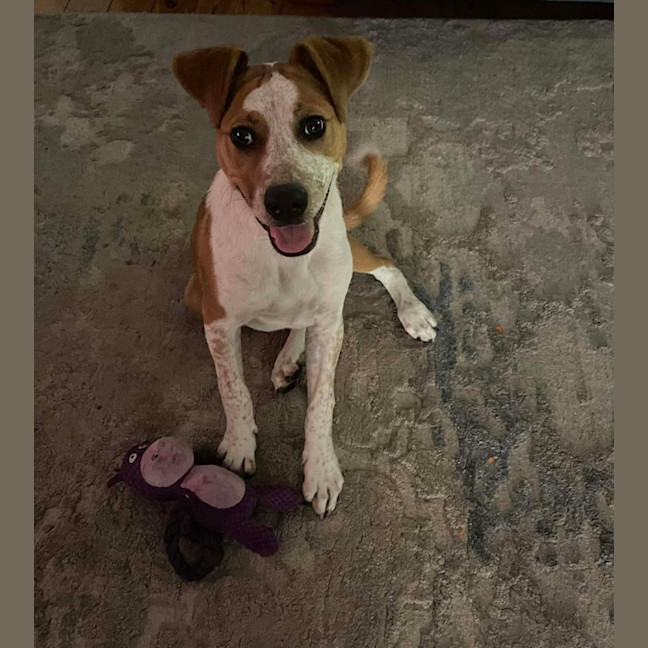 Photo of Nugget   5 Month Old Staffy X