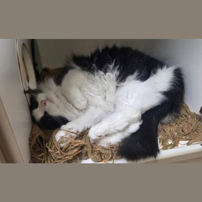 Photo of Phoenix