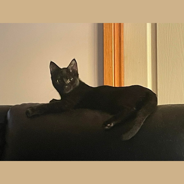 Photo of South   Meet Me At The Adoption Day 28/2