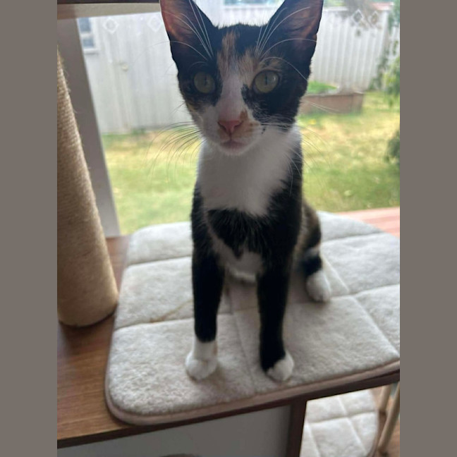 Photo of Tansy & Petal 