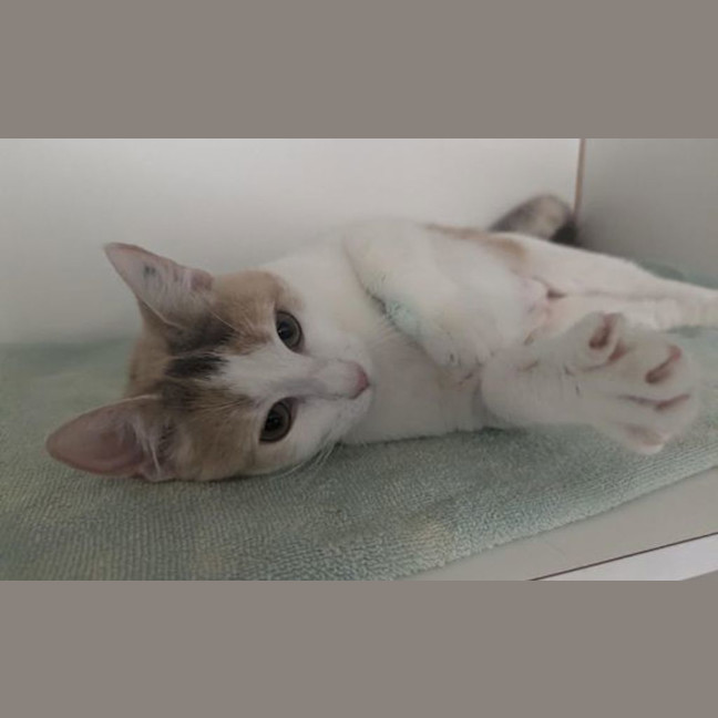 Photo of Persephone