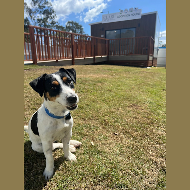 Photo of Pippa 
