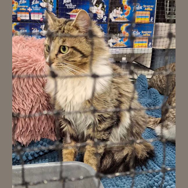 Photo of Sebastian * 9 Lives Project Rescue*