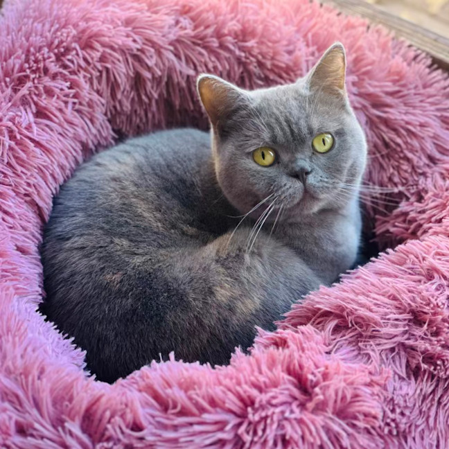 Photo of Lila