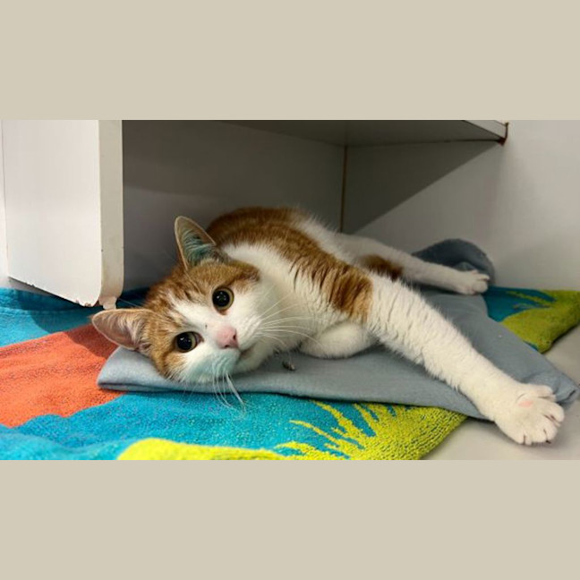 Photo of Custard