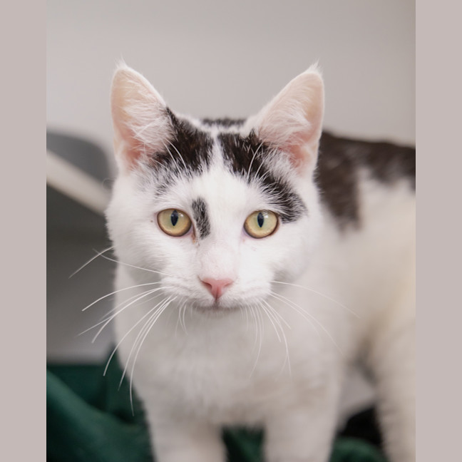 Photo of Pepe Le Pew