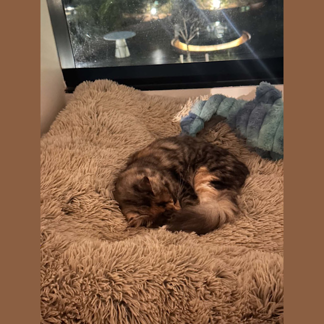 Photo of Jasmine