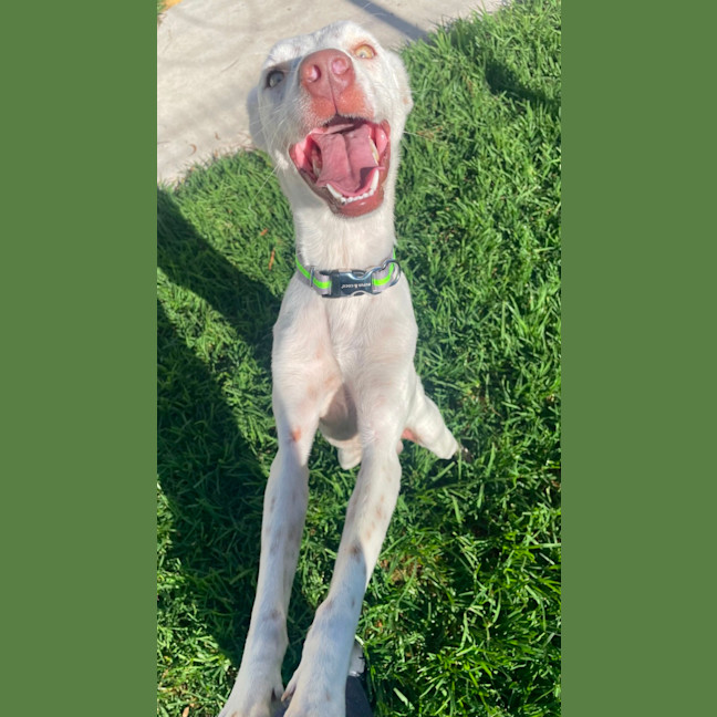 Photo of Pickles