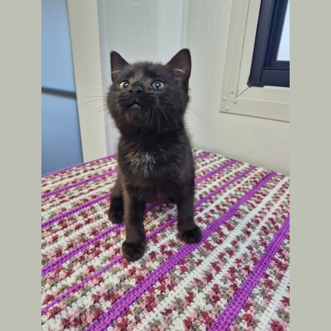 Photo of Rudy   Petstock Invermay