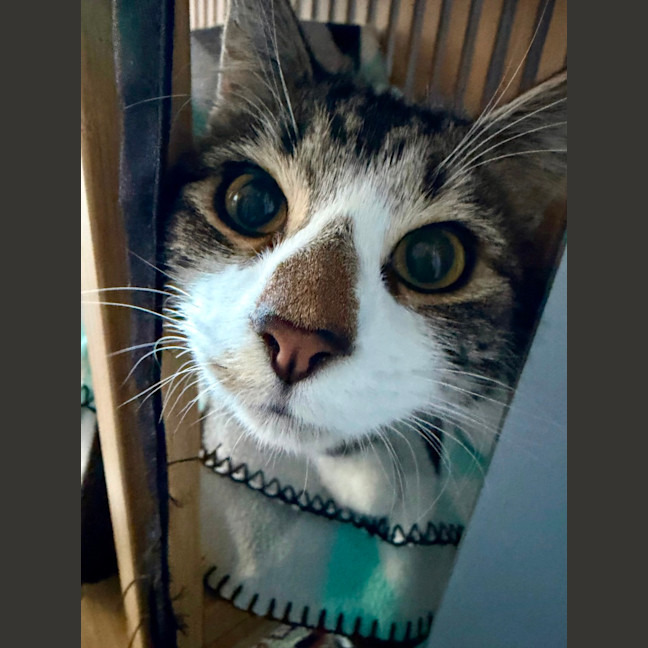 Photo of Bertie 