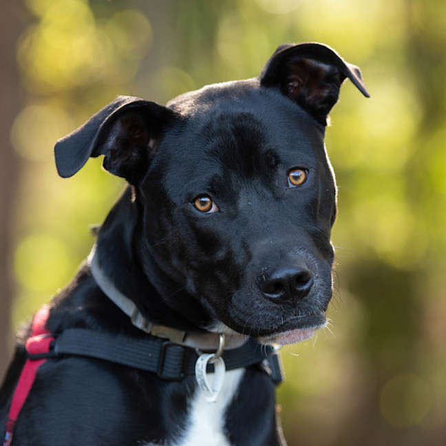 Photo of Onyx