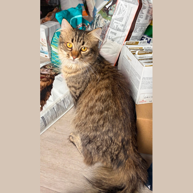 Photo of Tiger