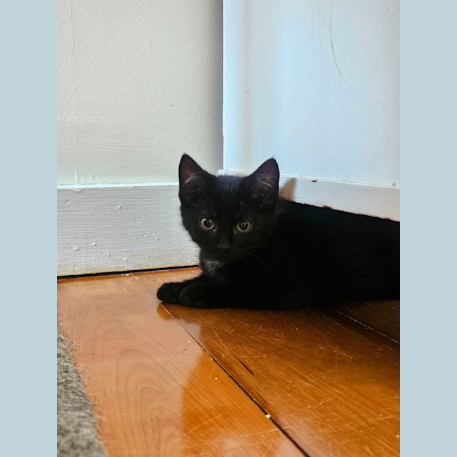 Photo of Pawlette