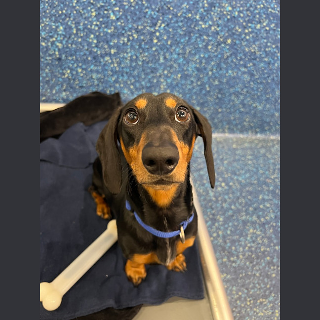 Photo of Dodge