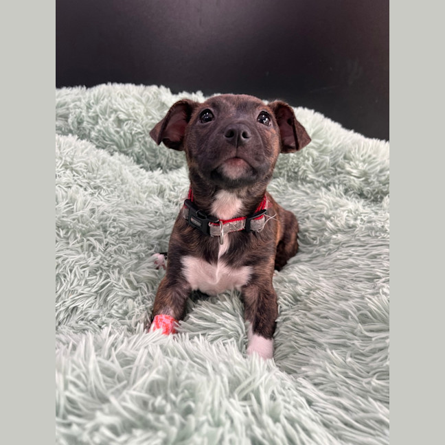 Photo of Babychino
