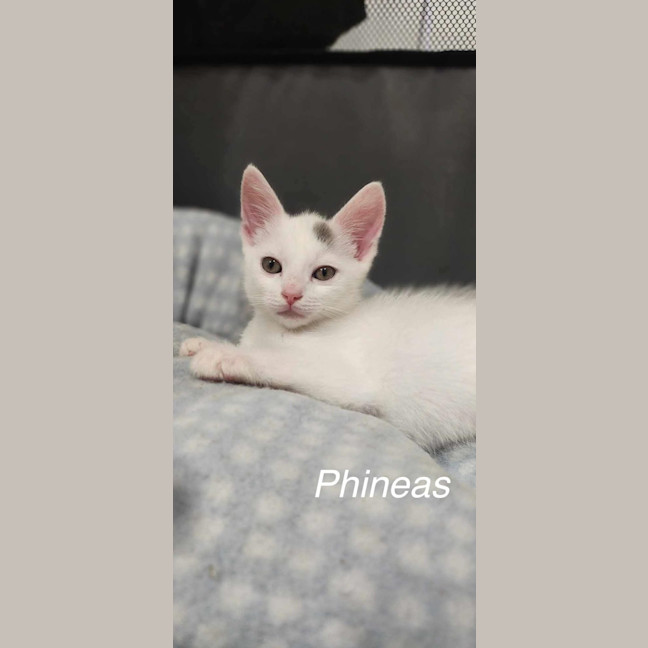 Photo of Phineas