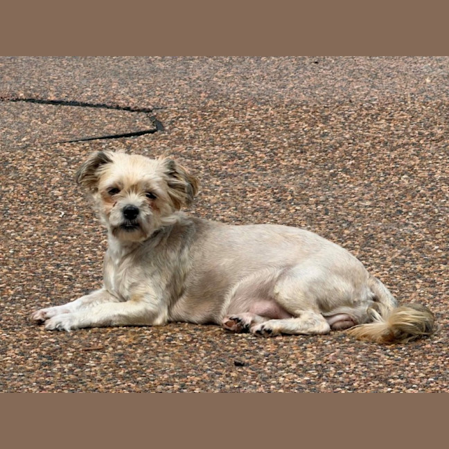 Photo of Maggie   3 Year Old Maltese X Shih Tzu