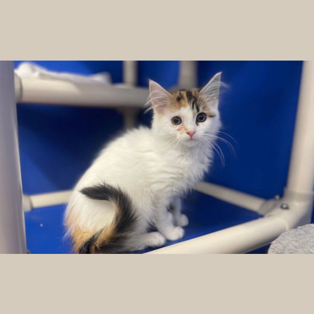 Photo of Cinnamon