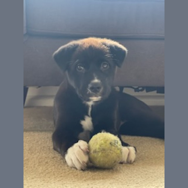 Photo of Mochi   4 Month Old Sharpei X Bullmastiff