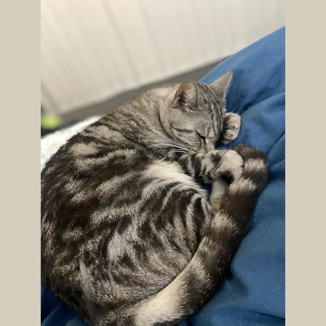 Photo of Missy