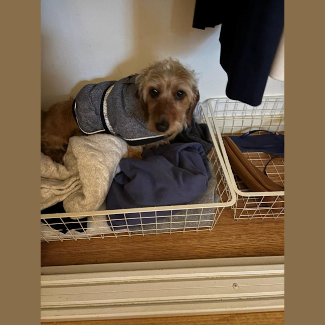 Photo of Sally And Jessie Wensleydale