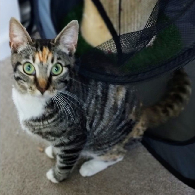 Photo of Minnie   Now At Pe Tquarters Thornton