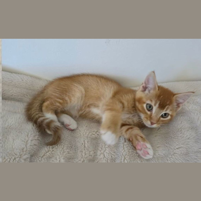 Photo of Peanut