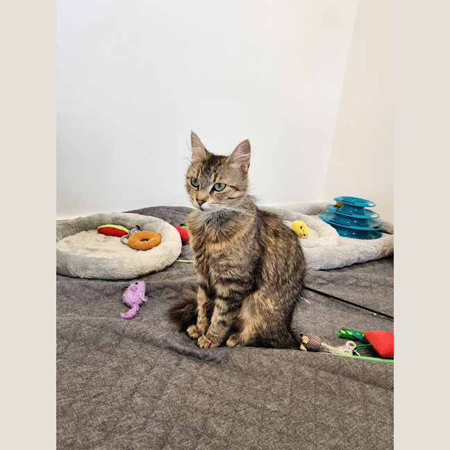 Photo of Daisy