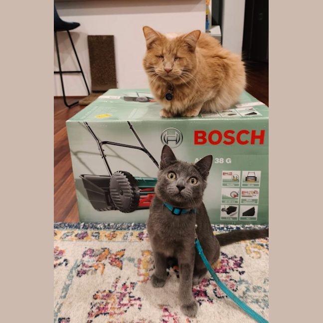 Photo of Mochi