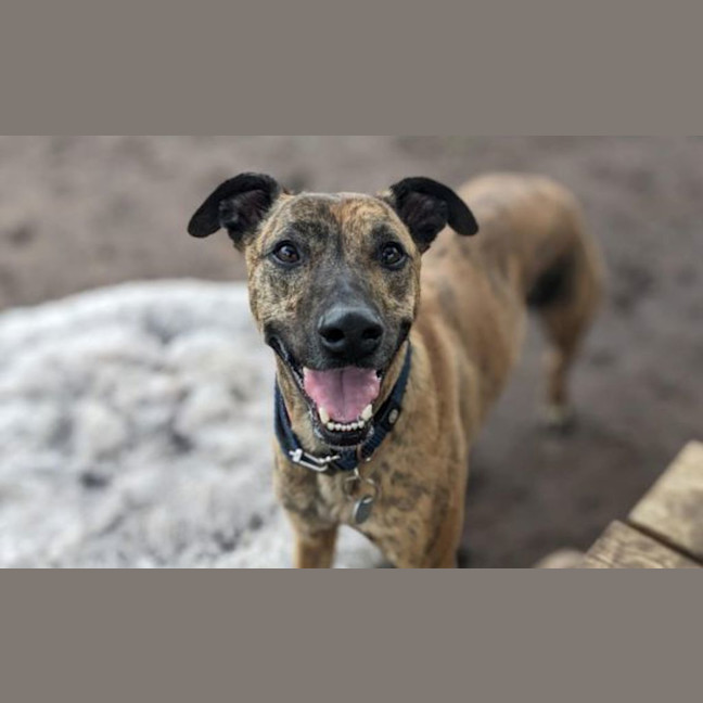 Photo of Tigger