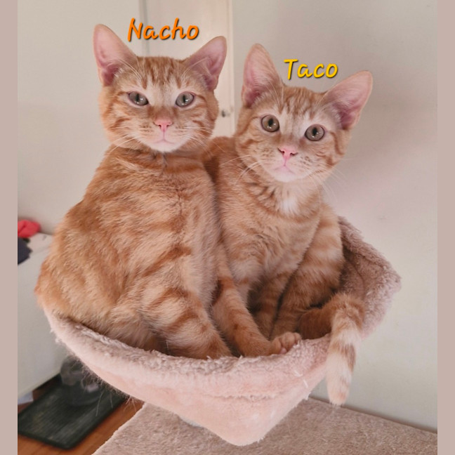 Photo of Nacho (& Taco)