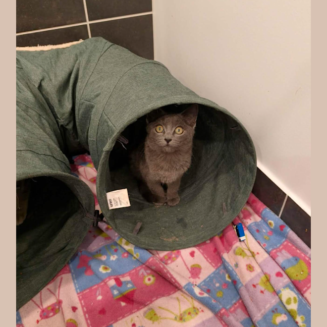 Photo of Mochi