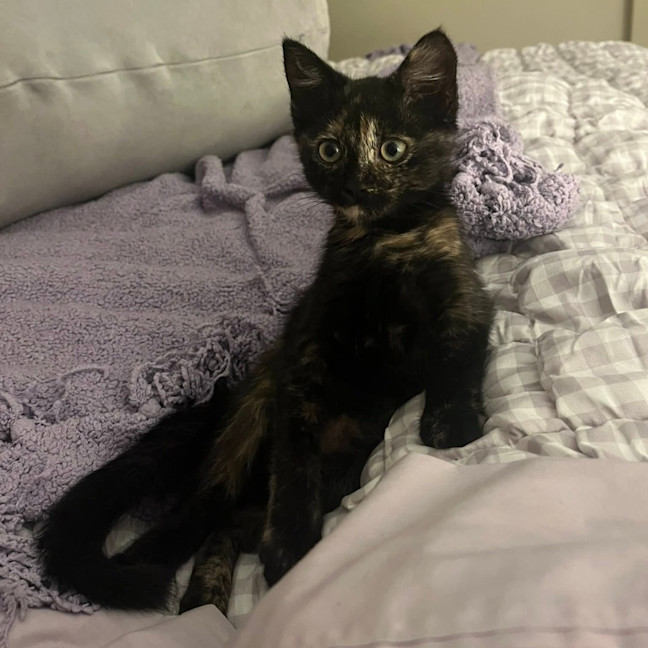 Photo of Treacle