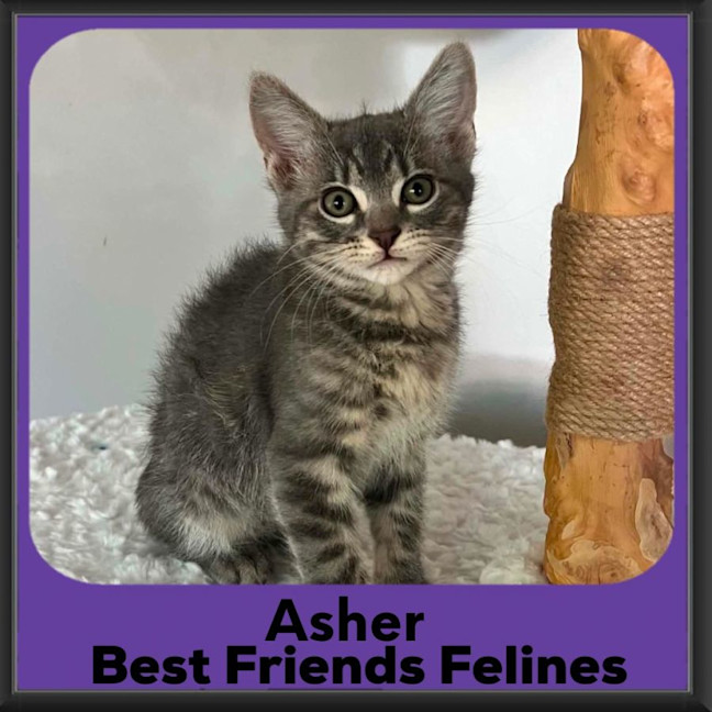 Photo of Asher