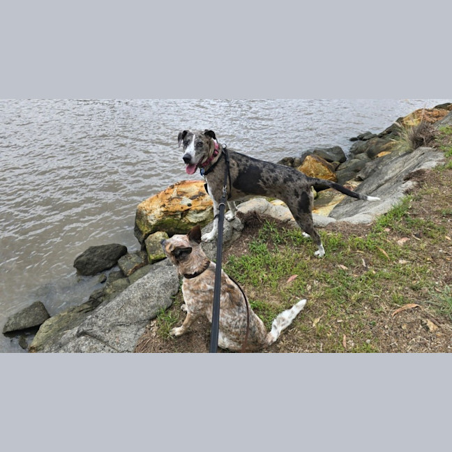 Photo of Truffles *$150 Adoption Fee*