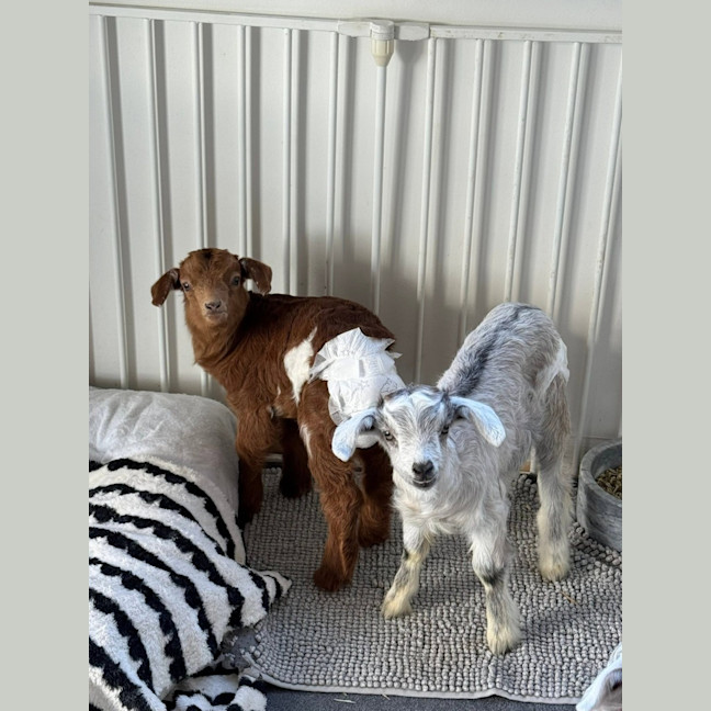 Photo of Cookie And Coco