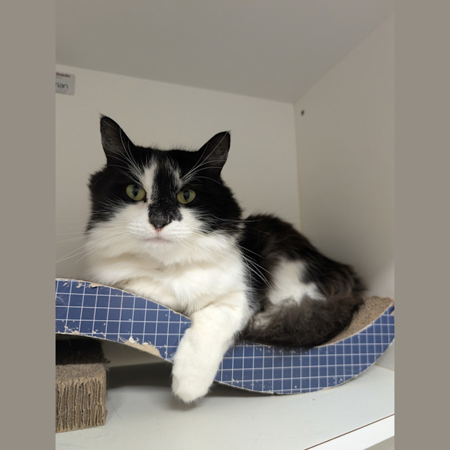 Photo of Callie