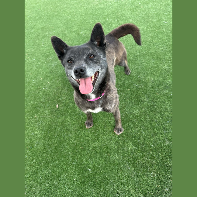 Photo of Meadow Imp 1938