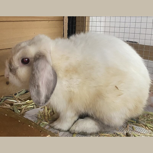 Photo of Aperol Spritz