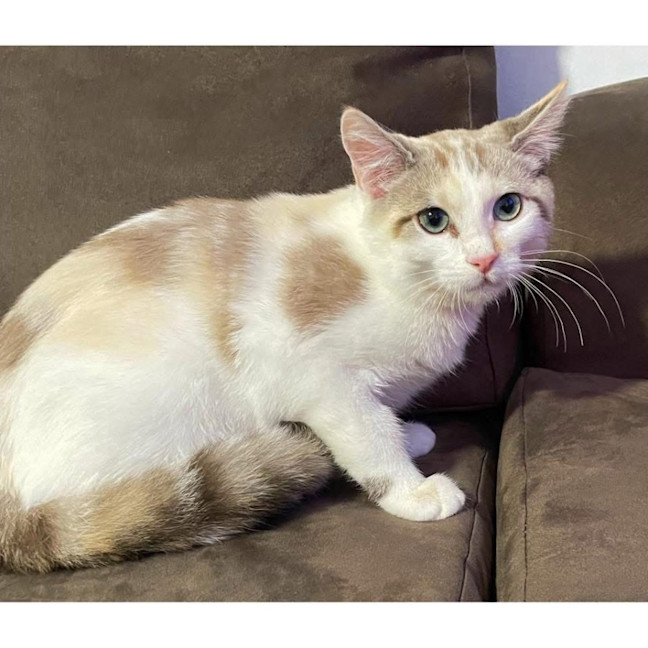 Photo of 12245   Chai