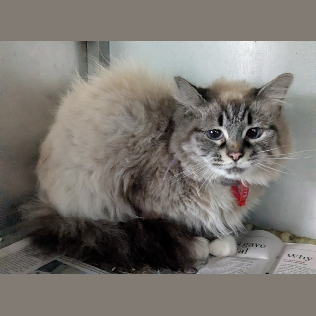 Photo of Fluffy