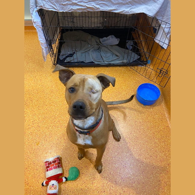 Photo of Nova