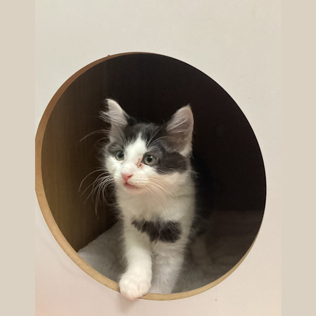 Photo of Brian Molko