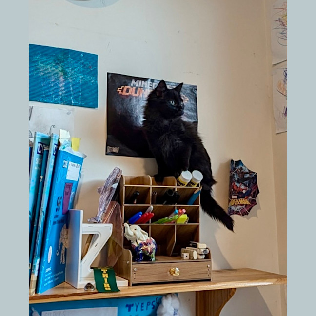 Photo of Poko 🥰 