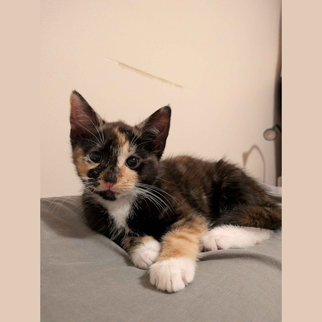 Photo of Ember