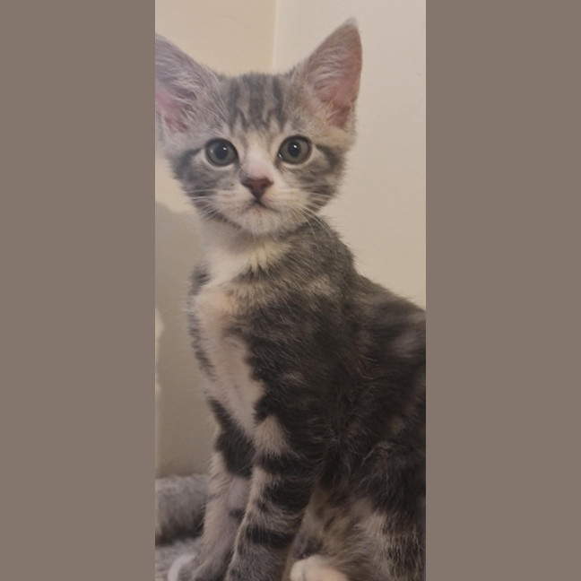 Photo of Maxx *9 Lives Project Rescue*